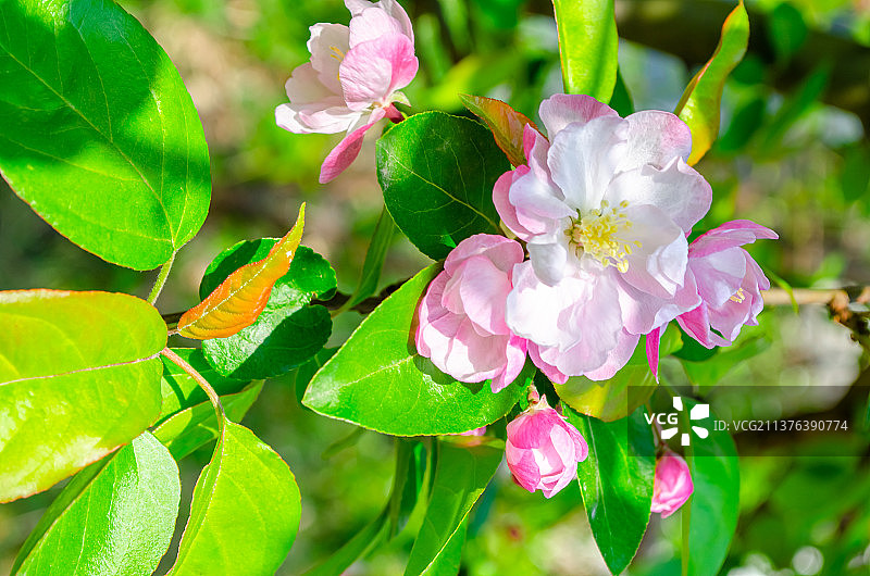 中国野生植物影棚拍摄拍摄主题，盛开的粉红色的重瓣榆叶梅和鲜嫩的枝芽特写全景图，室内无人图像摄影图片素材