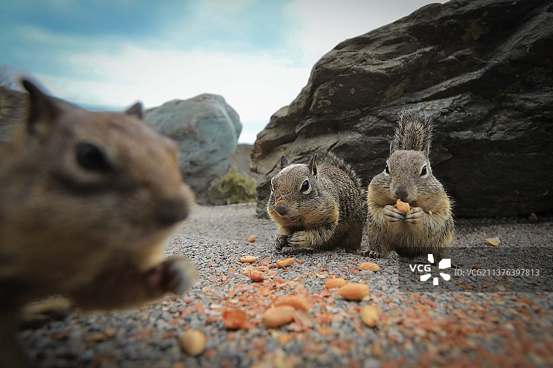 三只松鼠图片素材