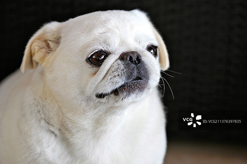 白色哈巴狗、巴哥犬、凝视、图片素材