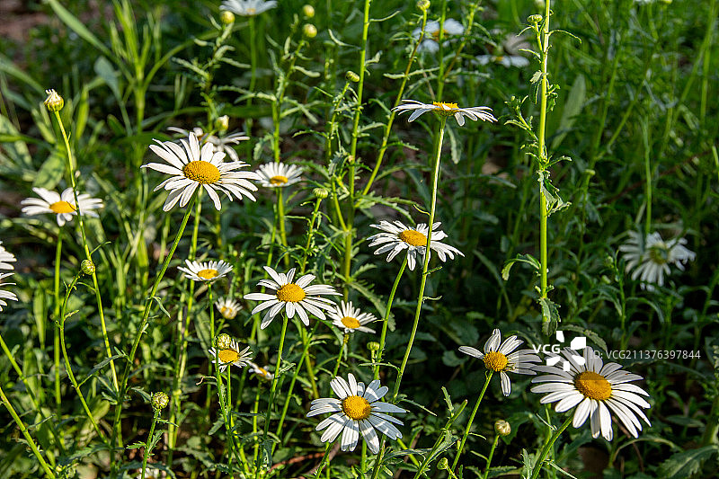 大滨菊、菊花、植物、花朵、特写、图片素材