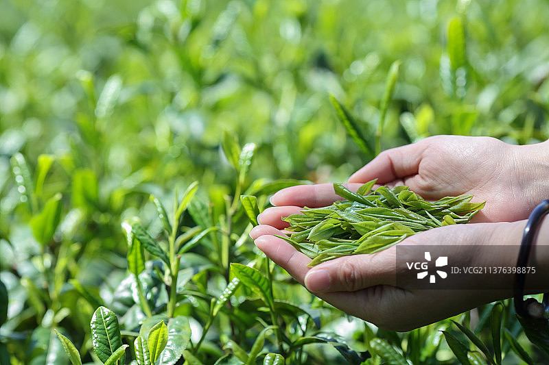 春天阳光下女性手捧绿茶嫩叶图片素材