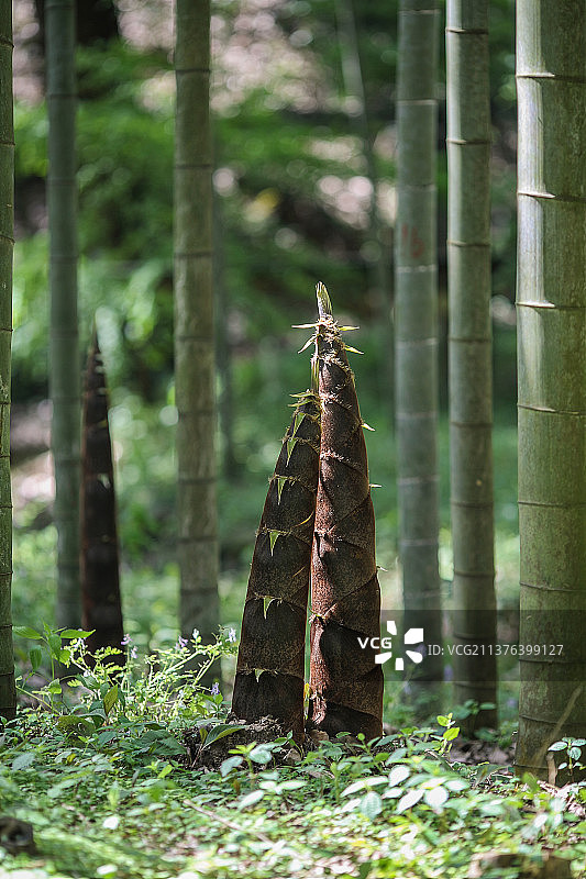春天竹林竹笋图片素材