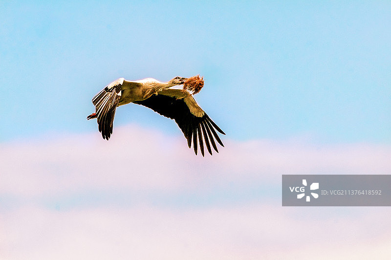 东方白鹳----孩子的御寒棉被图片素材