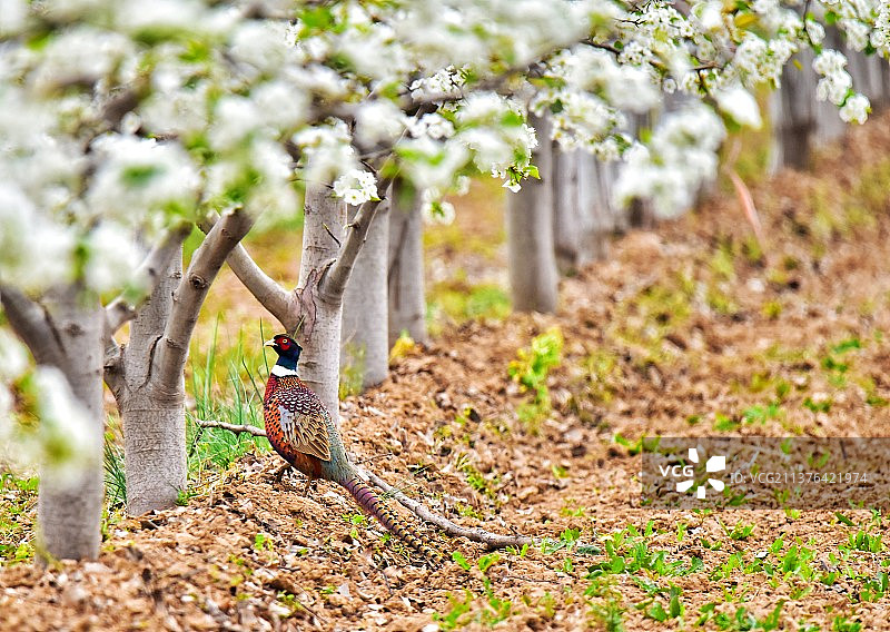 果园里的小精灵图片素材
