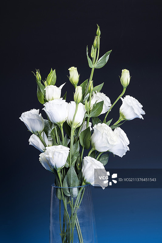 一束洋桔梗特写深色背景图片素材