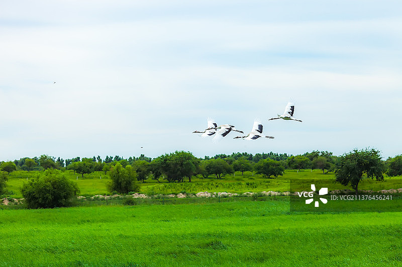 飞翔的鹤图片素材