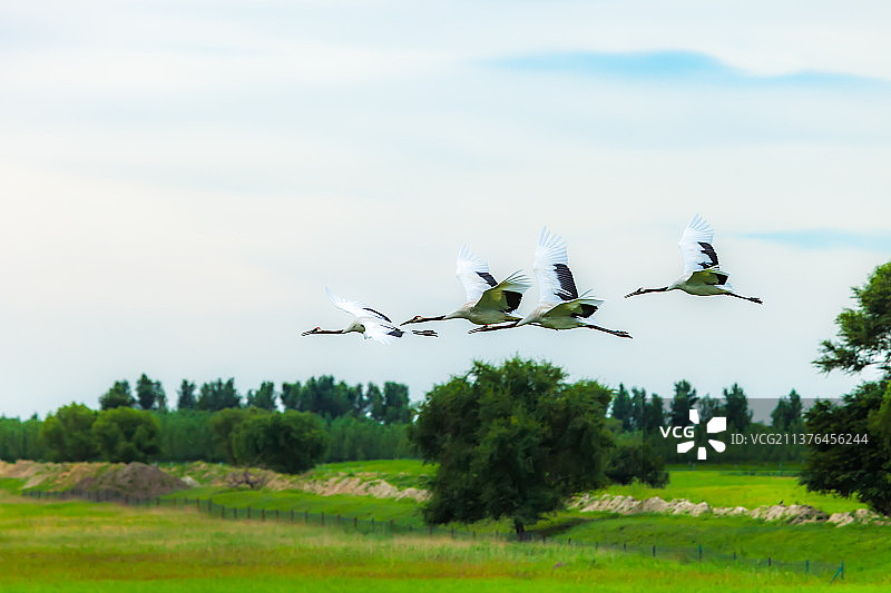 飞翔的鹤图片素材