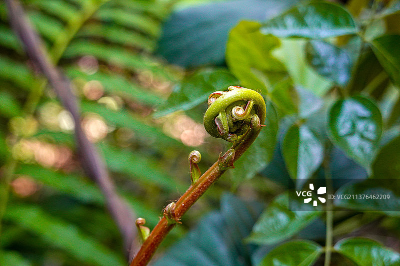 中国广州白云山野生蕨类植物图片素材