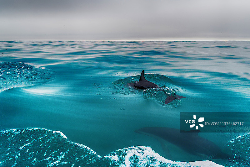 新西兰南岛凯库拉近海的海豚图片素材