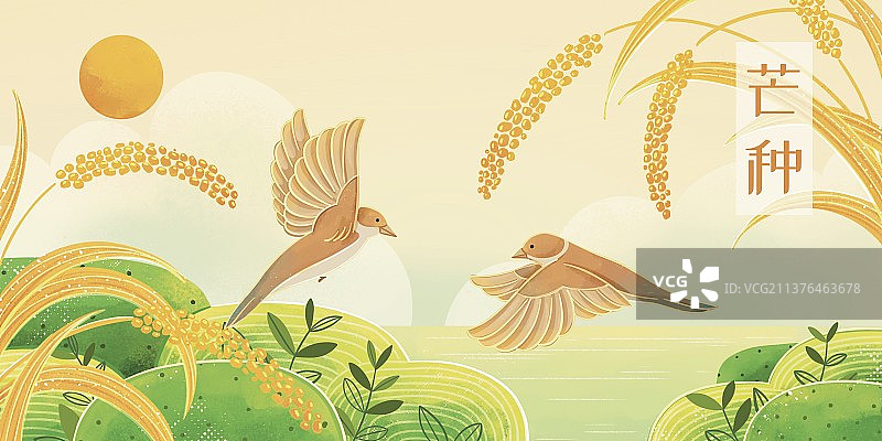 二十四节气芒种-飞鸟与金色稻穗图片素材