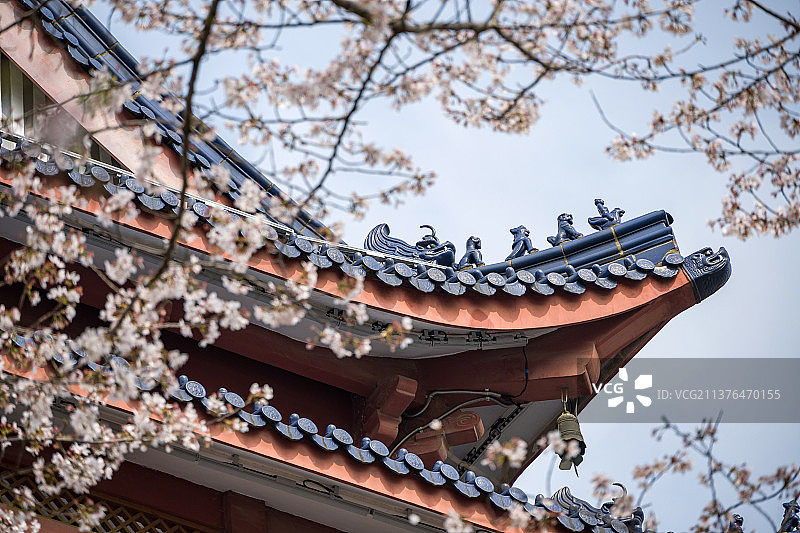 中国园林无锡市太湖鼋头渚赏樱楼建筑樱花风光图片素材