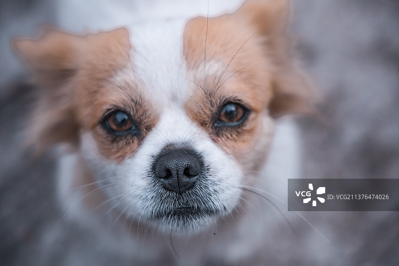 呆萌的狗图片素材