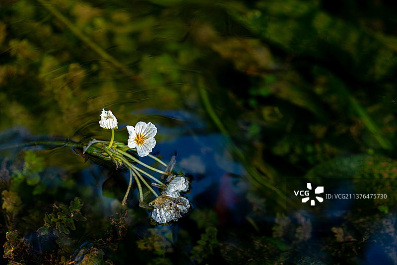 珍稀水生植物花朵 海菜花 水性杨花图片素材