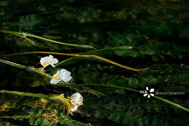 珍稀水生植物花朵 海菜花 水性杨花图片素材