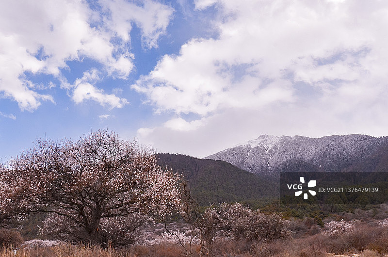 米林县羌纳乡桃花图片素材