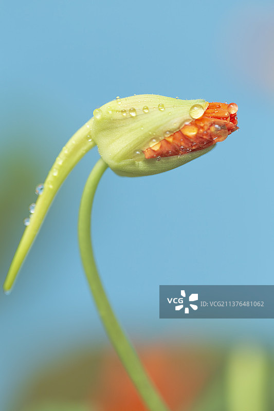 旱金莲图片素材