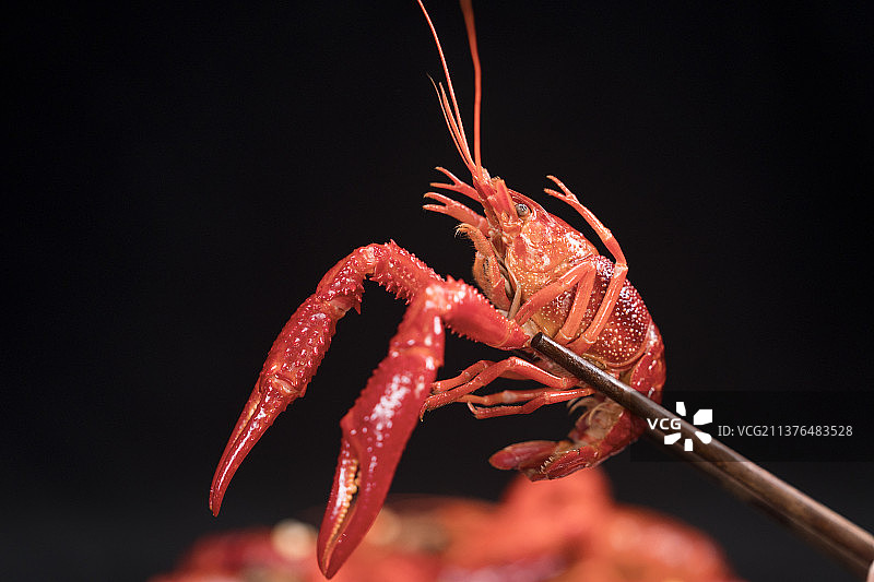 小龙虾（黑底）图片素材