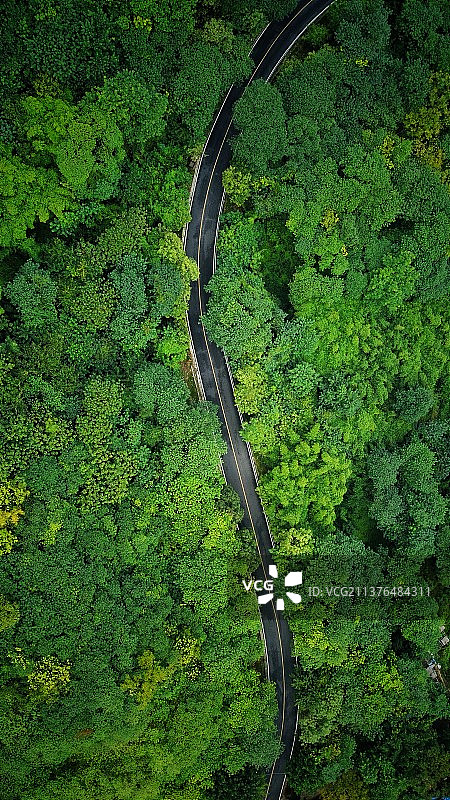 绿光森林图片素材