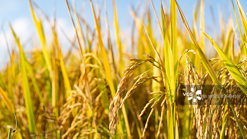 水稻图片素材