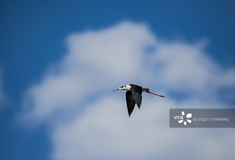 天高任鸟飞飞图片素材