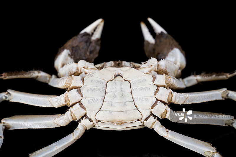 大闸蟹公蟹（黑底）图片素材