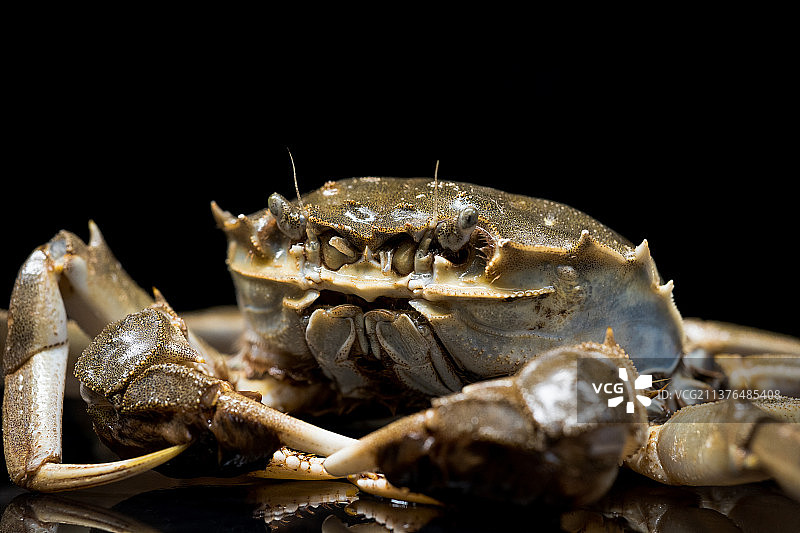 大闸蟹特写（黑底）图片素材
