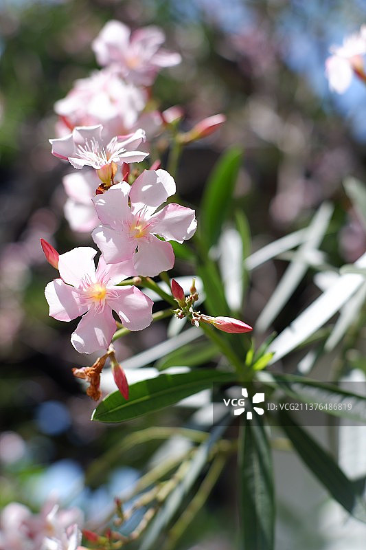 春暖花开，微风徐徐，百花争艳，美不胜收。图片素材