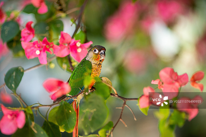小太阳鹦鹉黄边鹦鹉凤梨鹦鹉鸟类特写图片素材