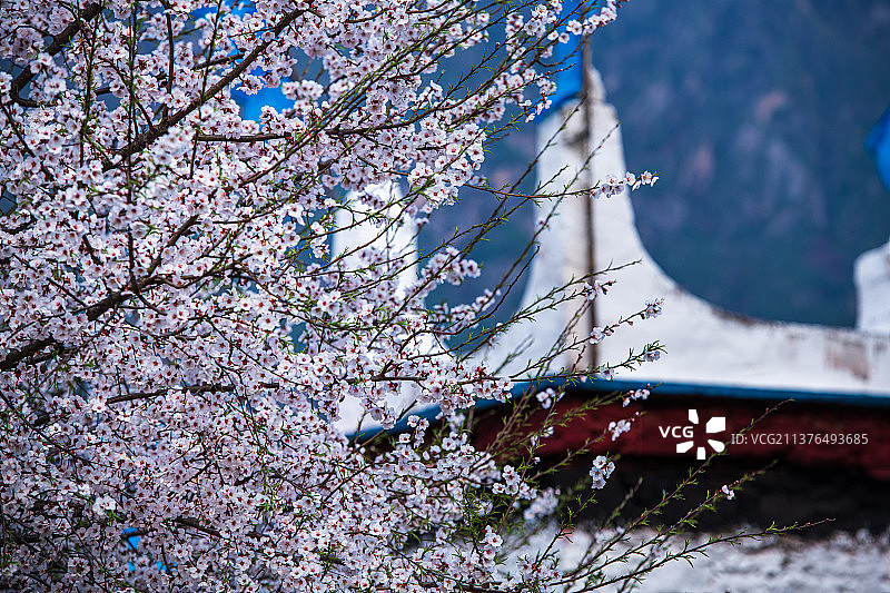 川西梨花图片素材