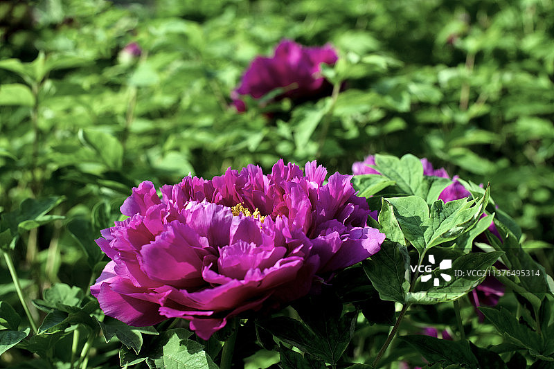 洛阳牡丹春天吐艳图片素材