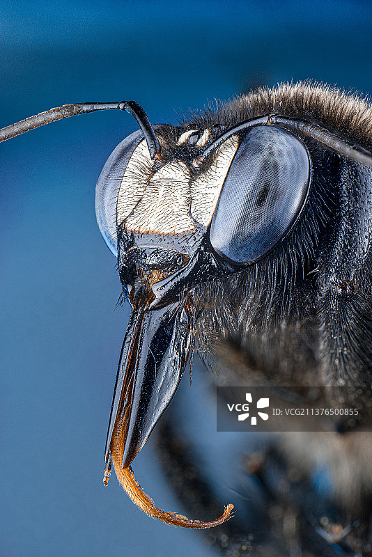 竹筒蜂图片素材