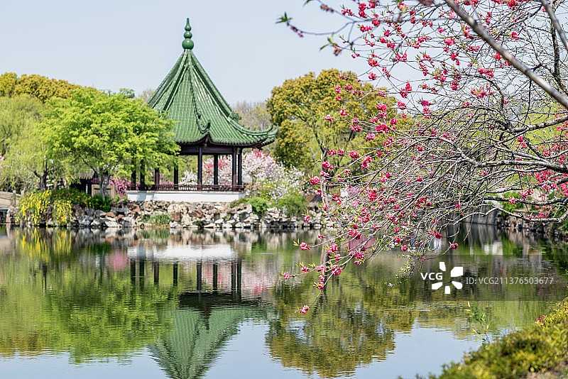 蠡园里的古典亭子与桃花图片素材