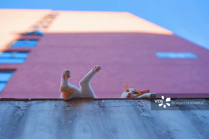 一只在楼下平台上休息的野猫的特写镜头图片素材