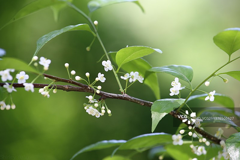 秤星树 Ilex asprella图片素材