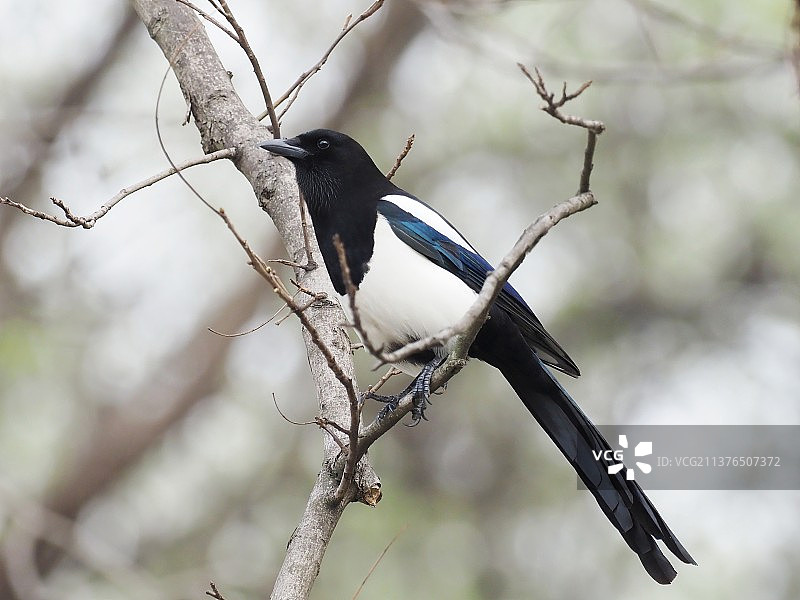 喜鹊登枝图片素材