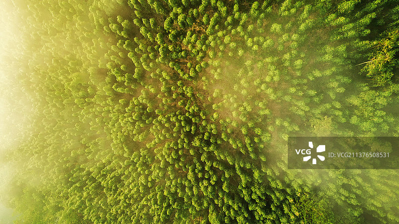 肇庆市广宁县古水镇茶杆竹种植基地图片素材