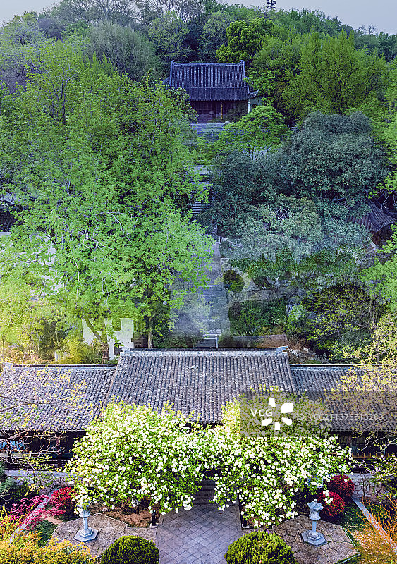 崇正书院绣球花图片素材