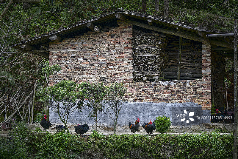 田园风光母鸡图片素材