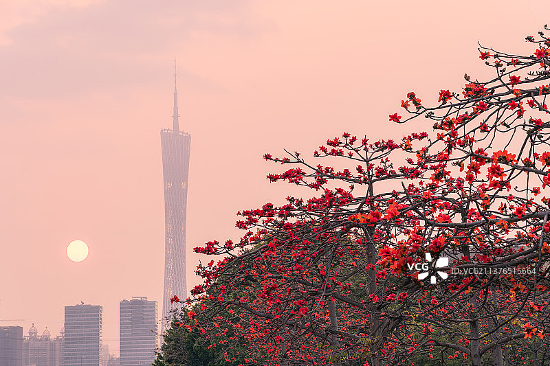 广州塔日落和盛开的木棉花图片素材