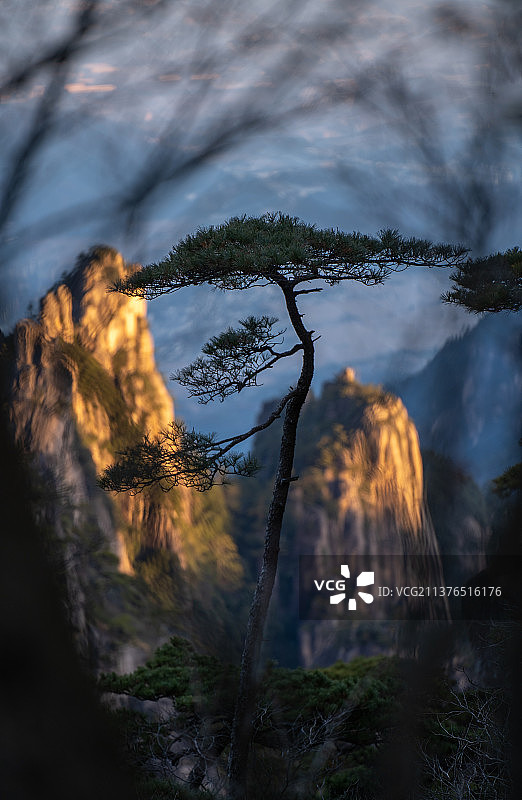 黄山松图片素材