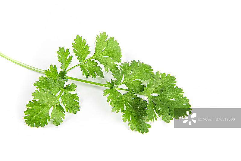 白色背景上的芫荽香菜图片素材