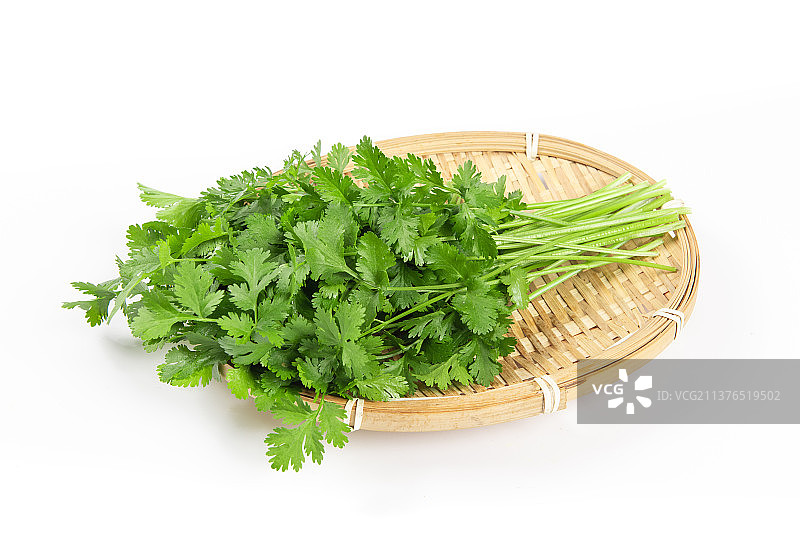 白色背景上的芫荽香菜图片素材