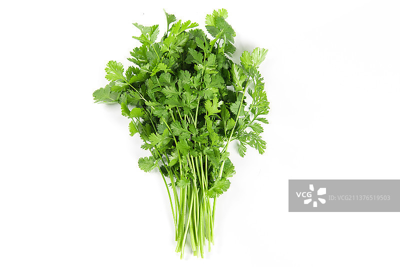 白色背景上的芫荽香菜图片素材