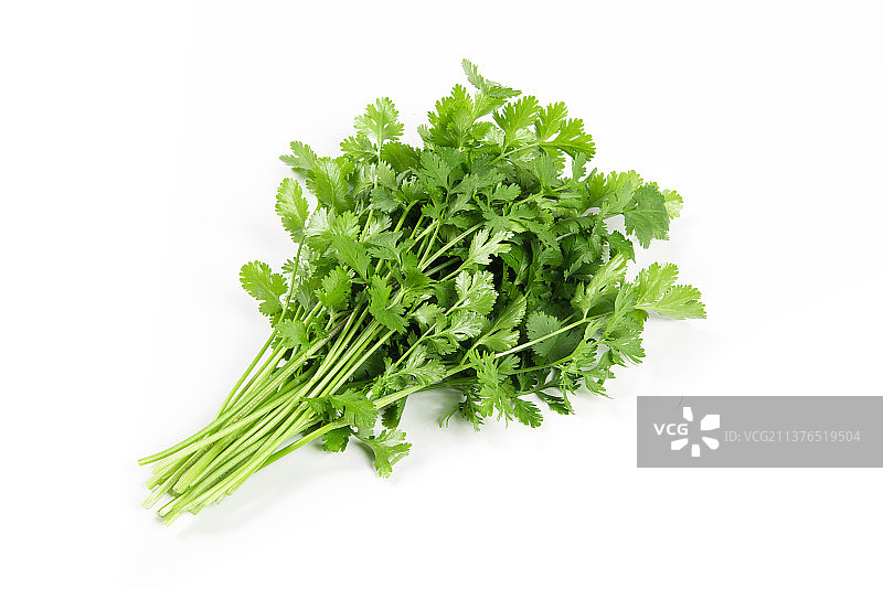 白色背景上的芫荽香菜图片素材