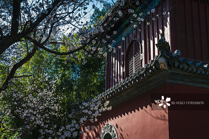 大觉寺春色图片素材