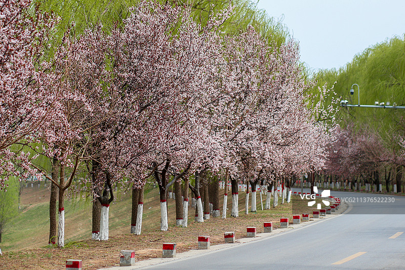 济南四月紫叶李盛开图片素材