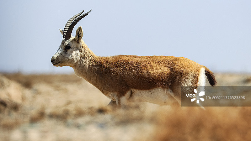 一只雄性鹅喉羚行走在草丛中图片素材
