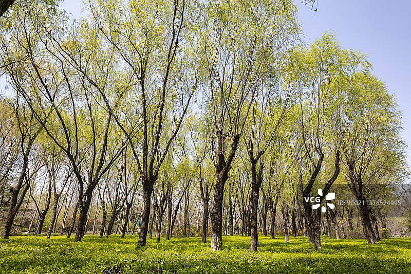 春天的柳树树林图片素材