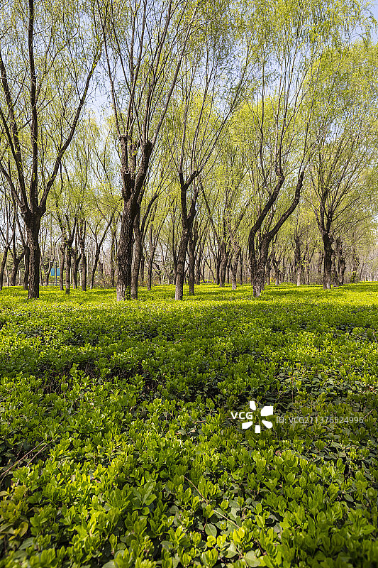 春天的柳树与小叶黄杨图片素材