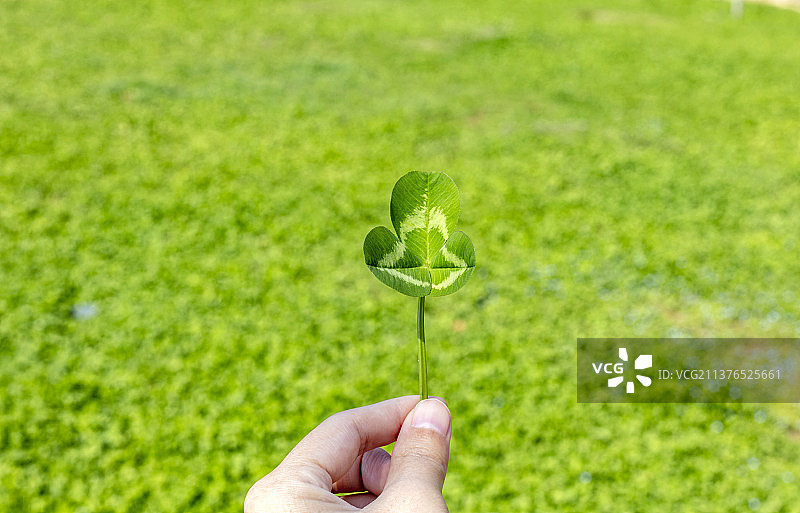 裁剪的手拿着一棵绿色的三叶草图片素材